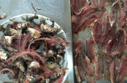 Sardines